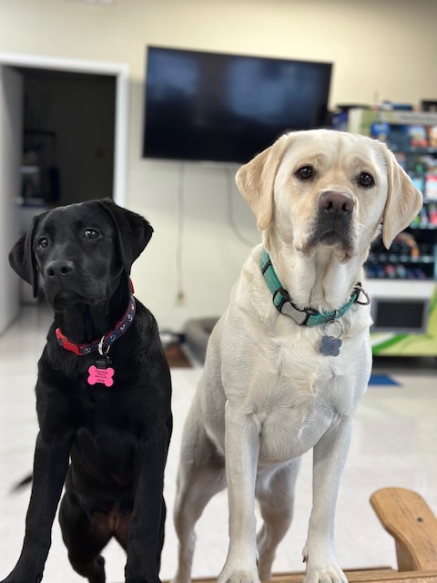 Ziggy and ZB